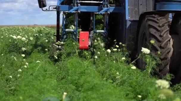 Récolteuse Carottes Action Récolte Carottes 2022 Commencé Technologie Récolte Des — Video