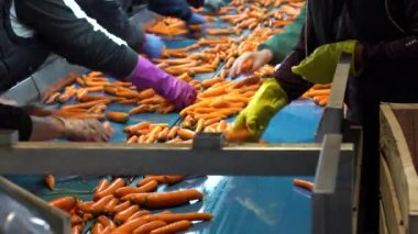 Yıkanmış havuçlar gıda işleme tesisinde mavi taşıma bandında hareket ediyor. Havuç tasnif ve paketleme hattında çalışan kadın işçiler. Ticari Havuç Üretimi ve Yönetimi.