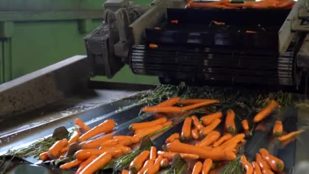 Καρότα Που Πέφτουν Δόνησης Carrot Length Grader Στο Εργοστάσιο Επεξεργασίας — Αρχείο Βίντεο