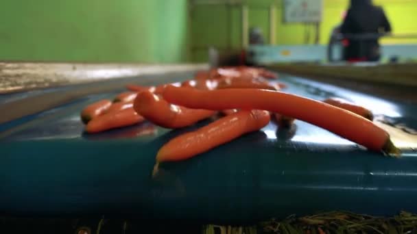 Zanahorias Frescas Cinta Transportadora Que Transporta Planta Procesamiento Alimentos Clasificación — Vídeo de stock
