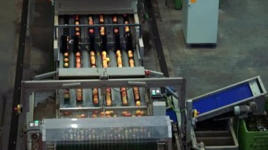 Taze elmalar makine yıkama, fırçalama, sıralama ve derecelendirme yoluyla gıda işleme tesisinde hareket ediyor. Yıkandıktan ve fırçalanıp optik derecelendirme makinesine girdikten sonra taze elmalar.