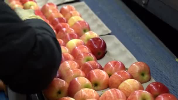 生产流水线工人在工作中手套包装新鲜 分级苹果 环保包装中的苹果在新鲜产品销售中心的输送带上移动 消费者单位内的苹果 — 图库视频影像
