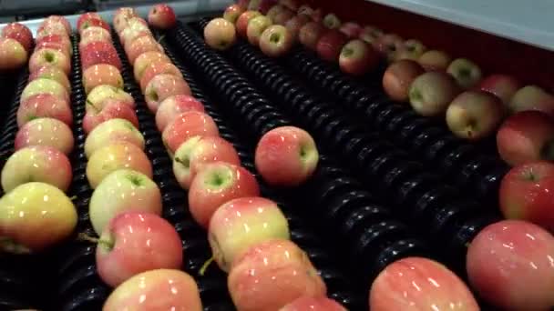 Maschinen Für Die Lebensmittelverarbeitung Für Die Postharvest Handhabung Von Äpfeln — Stockvideo