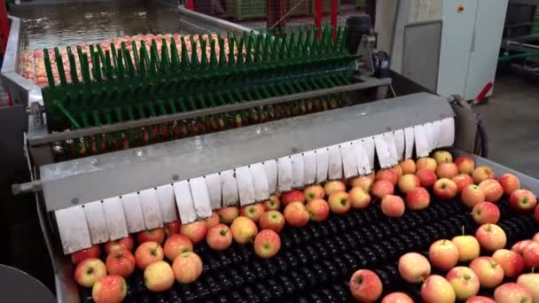 Apple Waschen Sortieren Sortieren Und Waxing Line Fresh Producce Distribution — Stockvideo