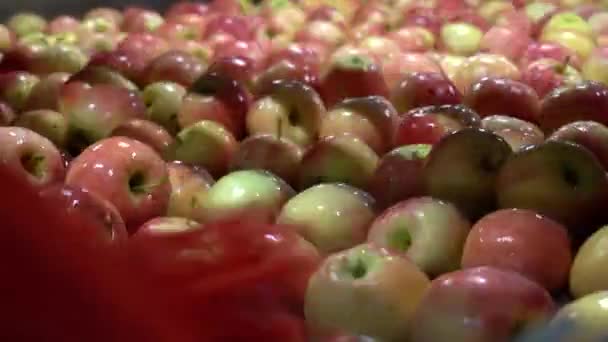 苹果清洗机内的新鲜苹果在刷子下移动 新鲜农产品配送中心的苹果洗涤 打蜡及包装生产线 — 图库视频影像