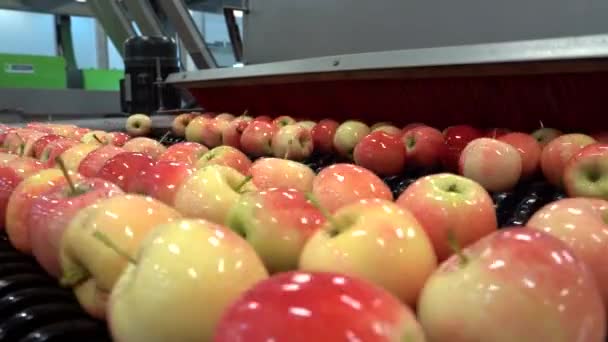 Maschine Sortiert Und Sortiert Saubere Frische Äpfel Auf Förderband Maschinen — Stockvideo