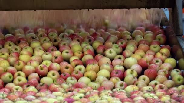 Lavado Transporte Automatizado Manzanas Tanque Agua Planta Procesamiento Alimentos Manzanas — Vídeo de stock