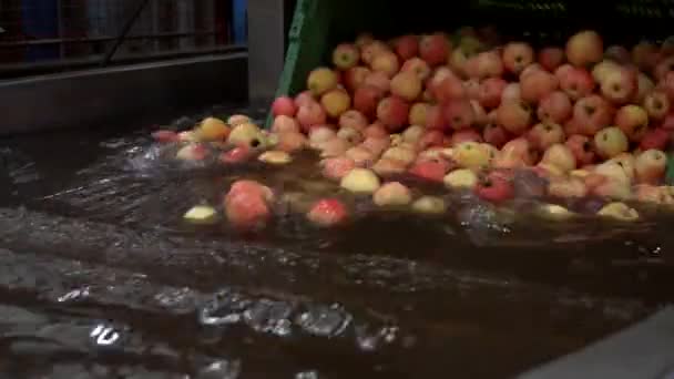 Descarga Montón Manzanas Frescas Cosechadas Tanque Agua Planta Procesamiento Alimentos — Vídeos de Stock