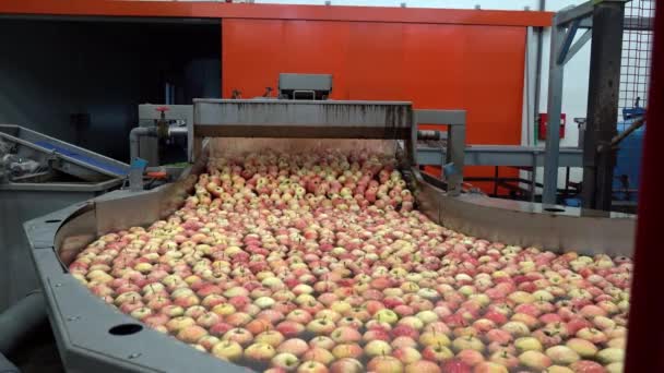 Voedingsverwerkende Fabriek Interieur Met Appels Drijvend Wordt Gewassen Vervoerd Water — Stockvideo