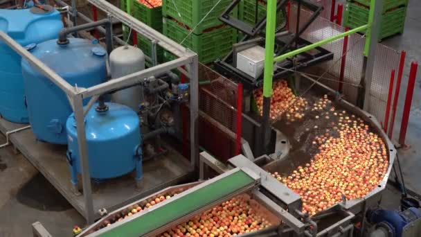 食品加工工場でApple Washing Lineでロボット作業を選択して配置します 食品業界の水タンクで自動化されたAppleの洗浄と輸送 収穫後 Apple Processing Plant — ストック動画