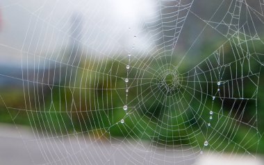 Bir sonbahar sabahı örümceğin ördüğü ağ üzerindeki yağmur damlaları