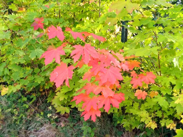Folhas Ácer Vermelho Verde Outono — Fotografia de Stock