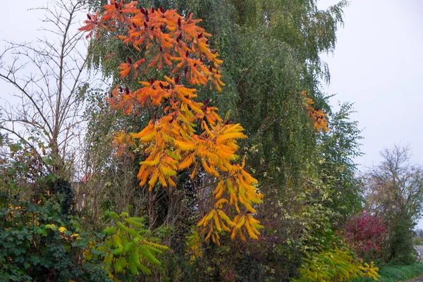 Herbstlandschaft Hirschhornsumach Oder Flauschiger Sumach — Stockfoto