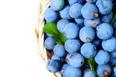vahşi berry karaçalı