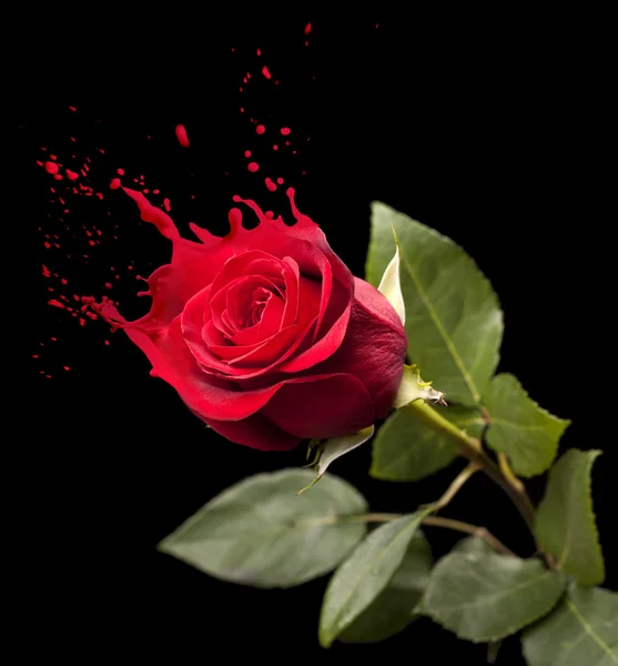 Red rose splashes — Stock Photo, Image