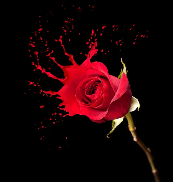 Red rose splashes — Stock Photo, Image