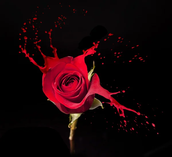 Red rose splashes — Stock Photo, Image