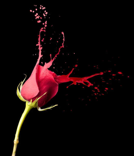 Red rose splashes — Stock Photo, Image