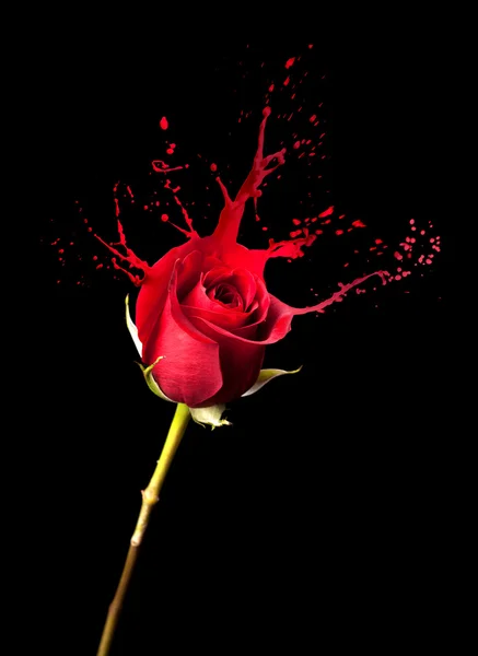 Red rose splashes — Stock Photo, Image