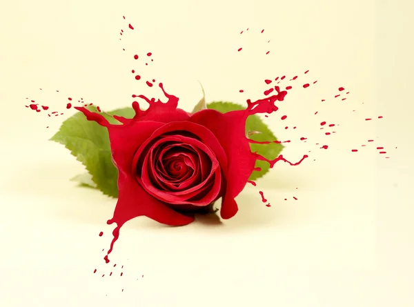 Red rose splashes — Stock Photo, Image