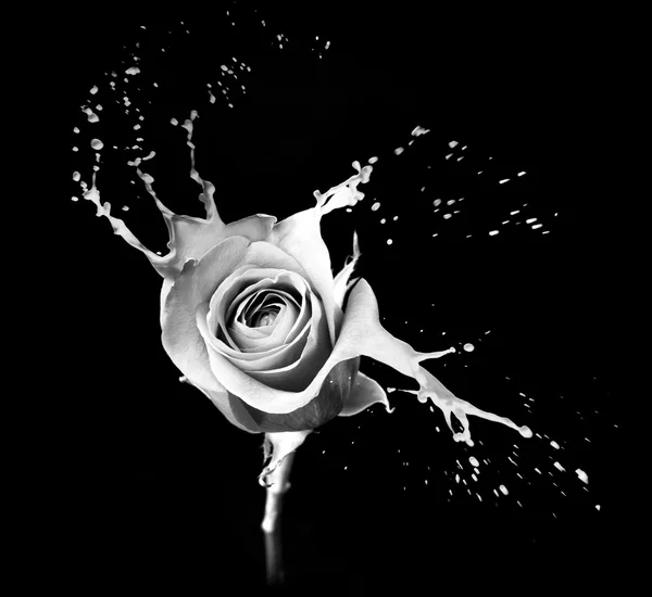 Rose splashes Stock Photo