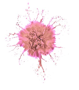 karanfil sıçraması ile