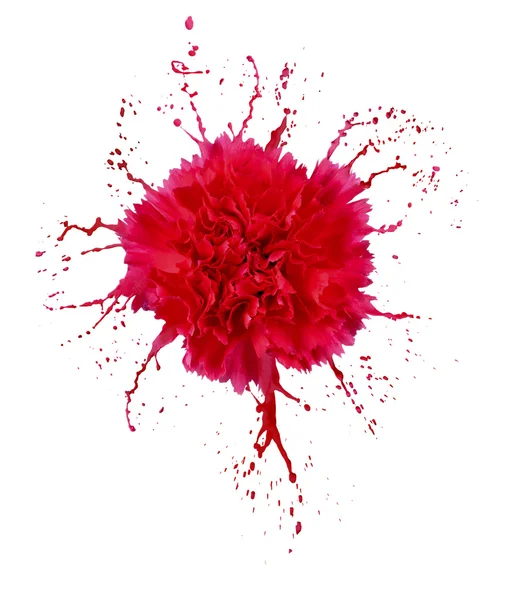Carnation with splashes — Stock Photo, Image