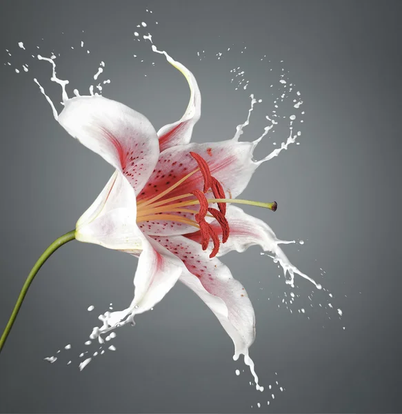 Sıçraması ile pembe çiçek — Stok fotoğraf