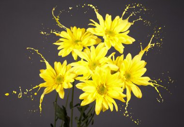 papatyalar sıçraması ile