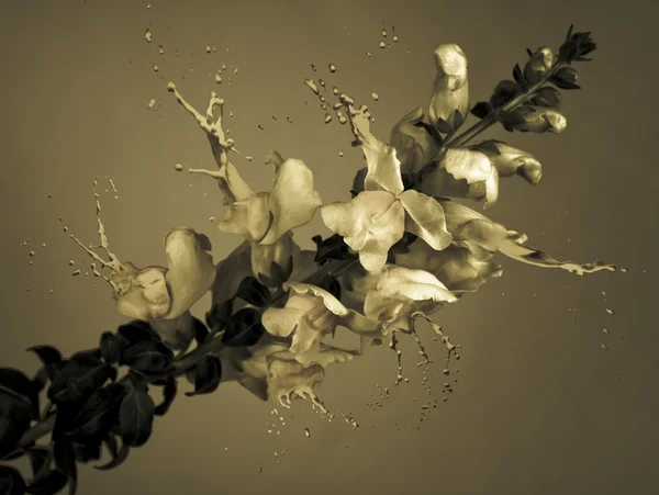 Flores salpicaduras de estilo antiguo — Foto de Stock