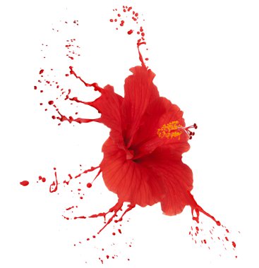 red hibiscus with splashes clipart