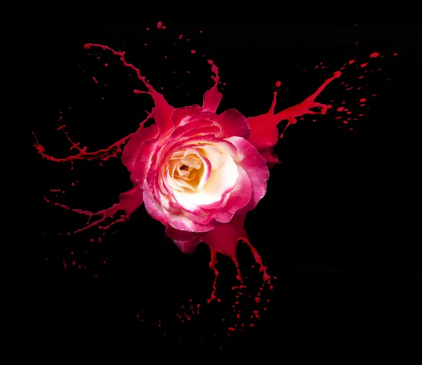 Red rose splashes — Stock Photo, Image