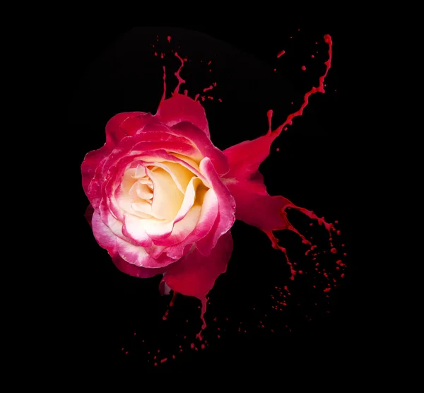 Κόκκινο τριαντάφυλλο πιτσιλιές — Φωτογραφία Αρχείου
