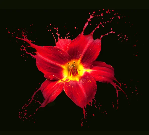 Red flower splashes — Stock Photo, Image