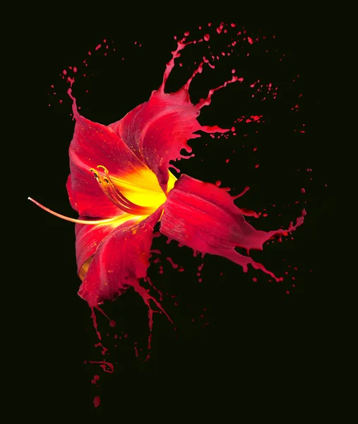 赤い花水しぶき — ストック写真