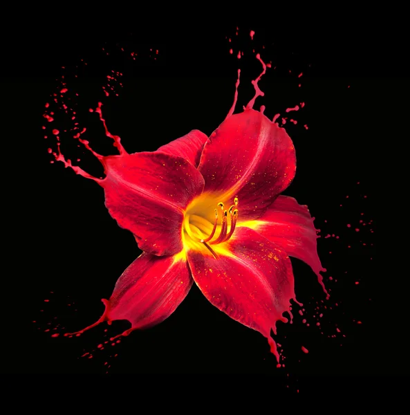 Červený květ šplouchá — Stock fotografie
