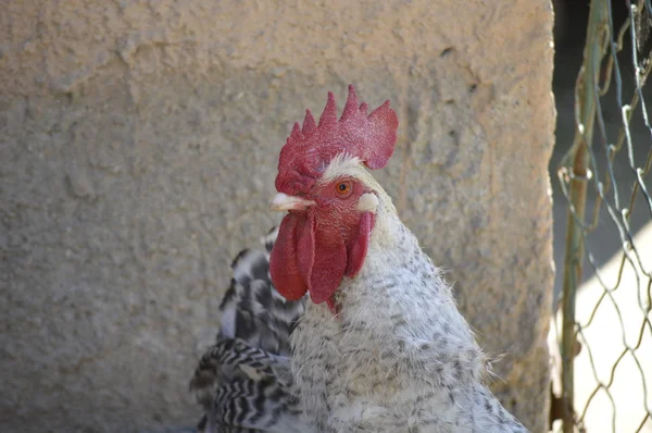 Dettaglio testa di gallo — Foto Stock
