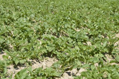 Patates Tarlası