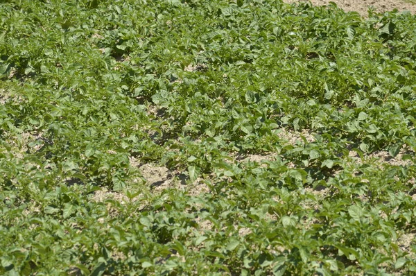 Campo de patatas — Foto de Stock