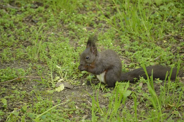 Eichhörnchen auf Gras — Stockfoto