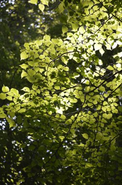Treen üzerinde yapraklar