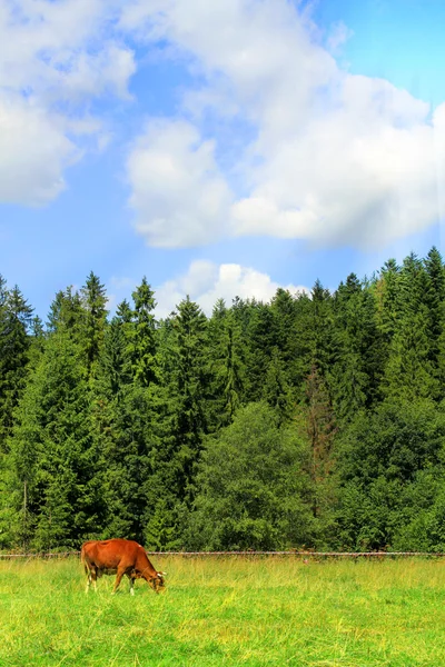 Kuh auf grünem Gras und blauem Himmel mit Licht — Stockfoto