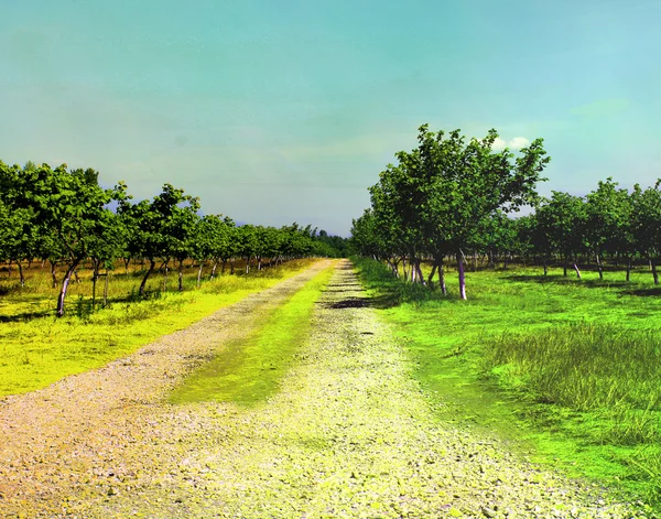 Blooming apple trees over blue sky in spring park — Stock Photo, Image