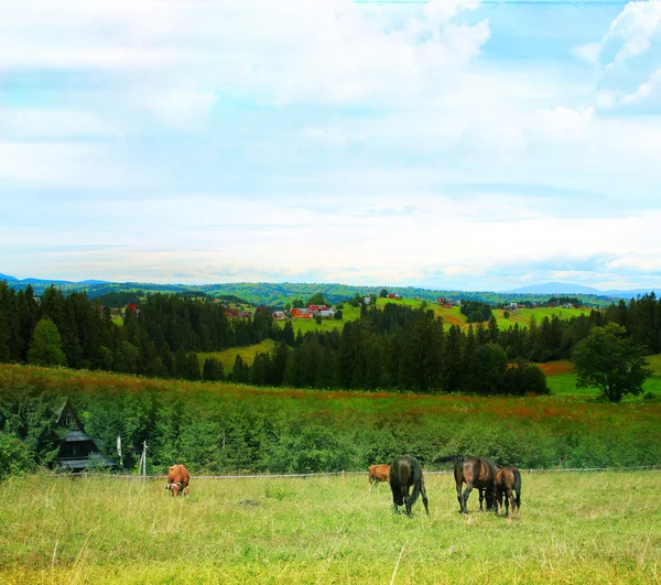 Manada de caballos y vacas pastando en un prado de otoño — Foto de Stock