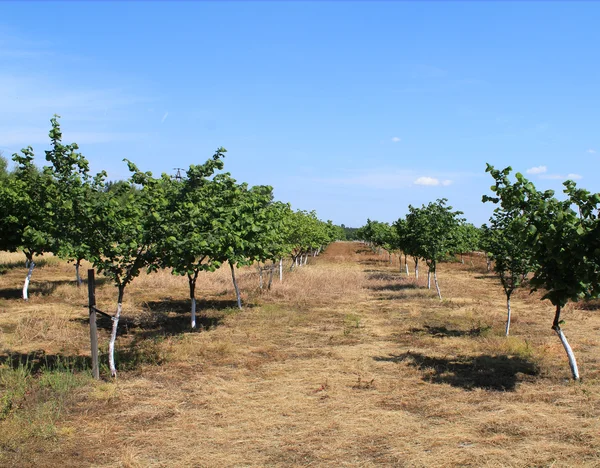 Beautiful apple orchard in a row at both sides. — Stock Photo, Image