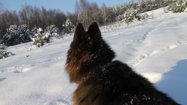 Perro pastor alemán en invierno — Vídeos de Stock