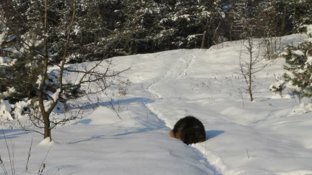 Schäferhund im Winter — Stockvideo