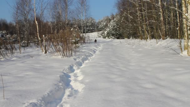 Schäferhund im Winter — Stockvideo