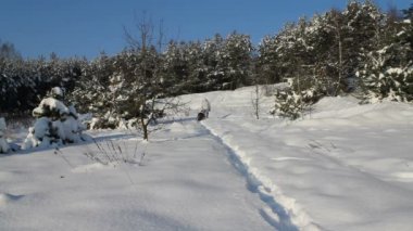 adam ve karla çalışan köpek