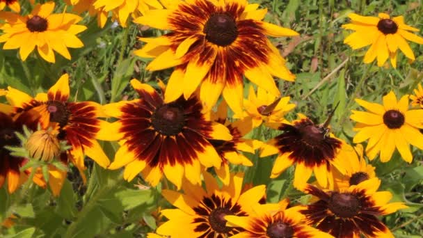 Papillon perché sur une fleur — Video